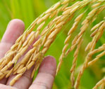 Malaysian Padi & Rice Industry: Applications of Supply Chain Management Approach